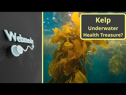 Kelp: A hidden Underwater Treasure | Top 7 Health benefits of Kelp