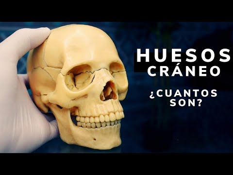 Skull bones/explanation with didactic skull