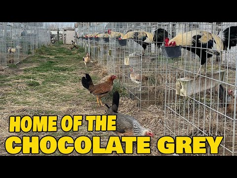 Nice Birds Pure Chocolate Grey Rock Farm Visit USA
