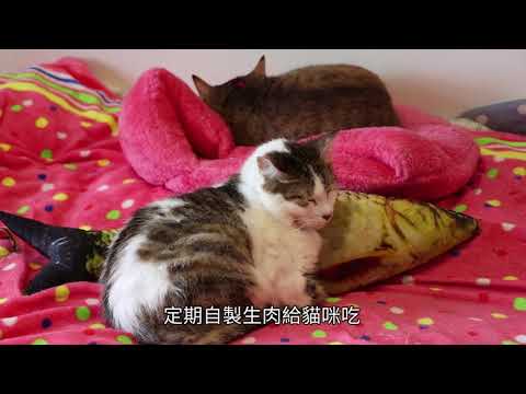 淡水小鎮「比比酥」 自製生食餵流浪貓