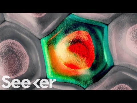 Zombie Cells Are Hiding in Your Body, Could Killing Them Stop ...