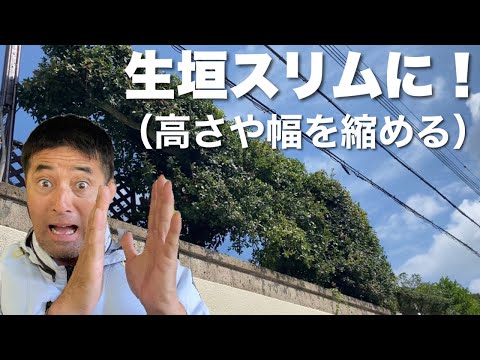 生垣を刈る時期は重要ですか？誰のため？  庭園