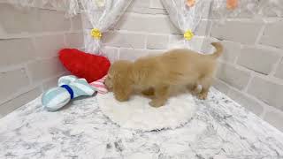 ミニチュアダックスの動画01