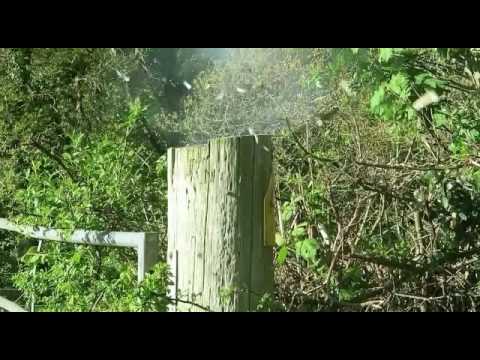 Bird scarer slow motion explosion banger bomb boom firework slow Mo