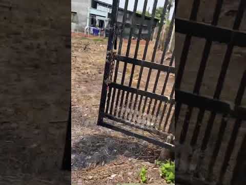 Cần bán đất chính chủ mặt tiền đường Nguyễn Thị Rành-Củ Chi