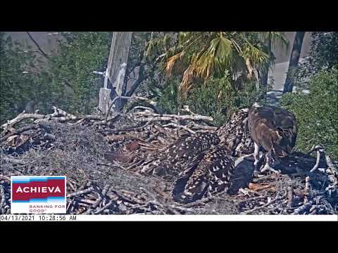 Achieva Osprey Cam 13.04.2021 10:20