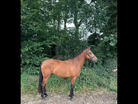 Hattrick Indiana (POPPINGS WILLIAM x ROWAN) - Video 4 video thumbnail