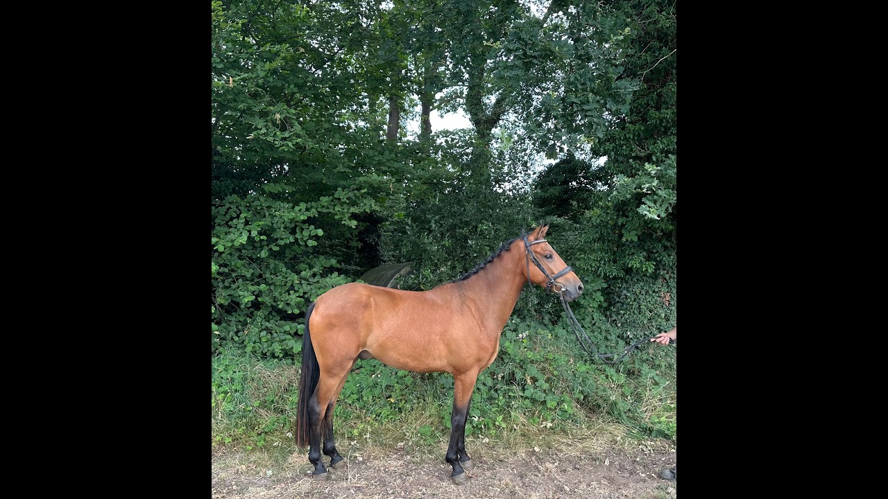 Hattrick Indiana (POPPINGS WILLIAM x ROWAN) video 2