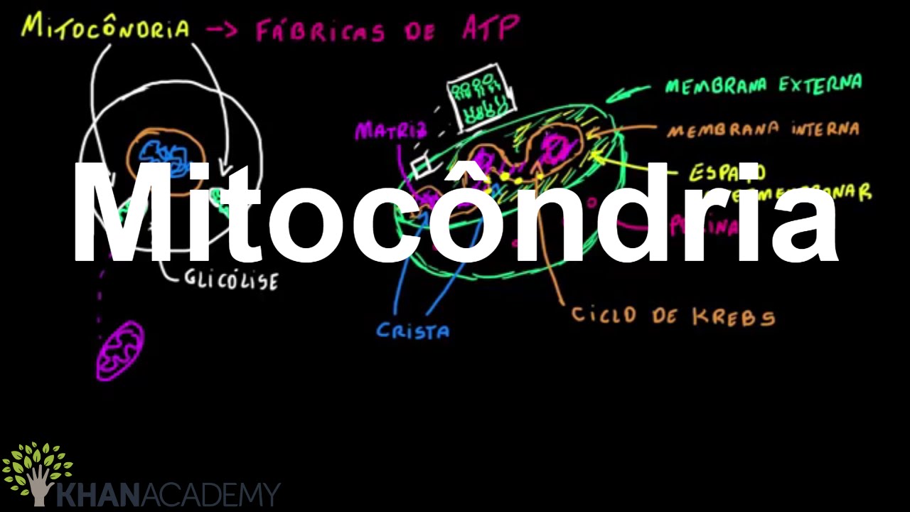 Mitocôndria | Estrutura celular | Biologia | Khan Academy