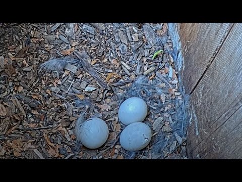 Owlets Incoming! Two Pipping Eggs Revealed In Barred Owl Nest Box – March 30, 2024
