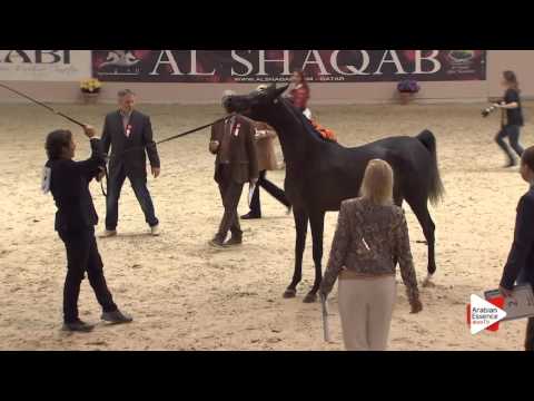 N.26 SIDDRA AH - Milan 2016 - Fillies 2 years old (Class 2)