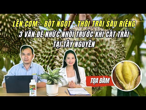 LÊN CƠM - BỘT NGỌT - THỐI TRÁI SẦU RIÊNG TÂY NGUYÊN | Xử lý 3 vấn đề nhức nhối trước cắt trái