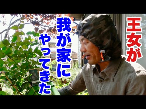 園芸 クズアシ、アロールート、ディクタム、ルルート