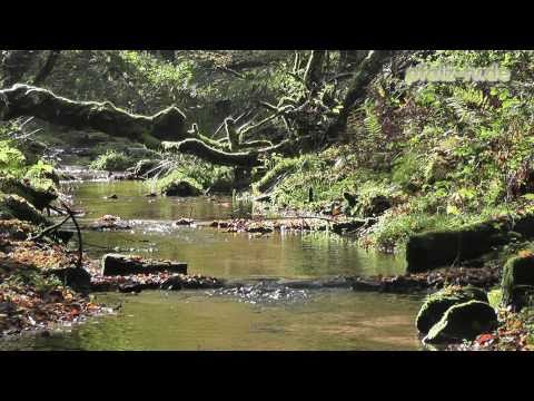 Emotion Clip - Magische Momente - Zuschauen und Entspannen - Magic moments