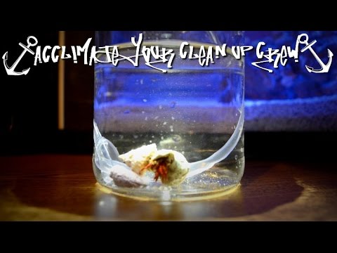 How To Acclimate Your Clean Up Crew