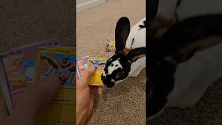 Chase was chomping today! #bunny #pokemon #rabbit #digimon