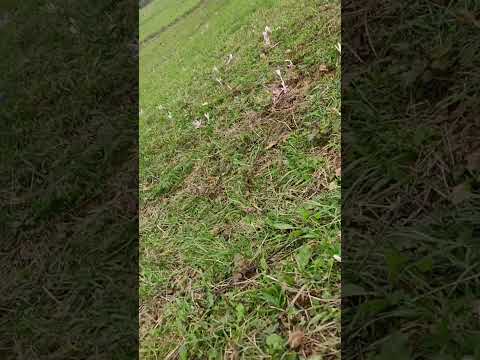 UNSKI BISERI(JOVINA ĆOPIĆ)-OJKAN