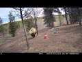 Brown Bear Chases Wild Horses