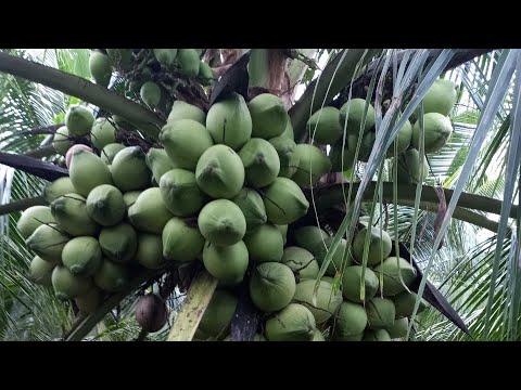Dừa Xiêm Xanh lùn Bến Tre 600 gốc của Cơ Sở Cây Giống Minh Hậu 0987639100