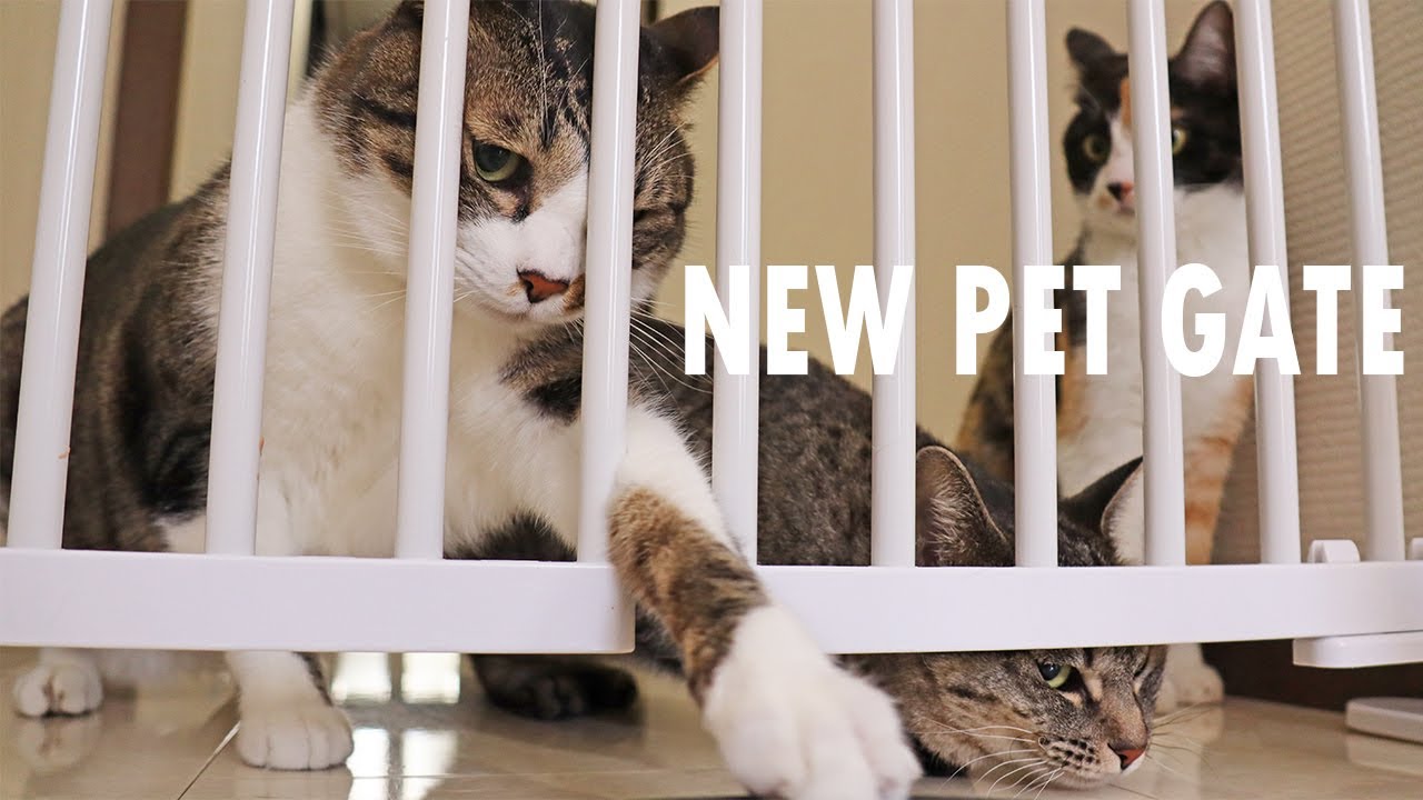 We have a baby! / New pet gate