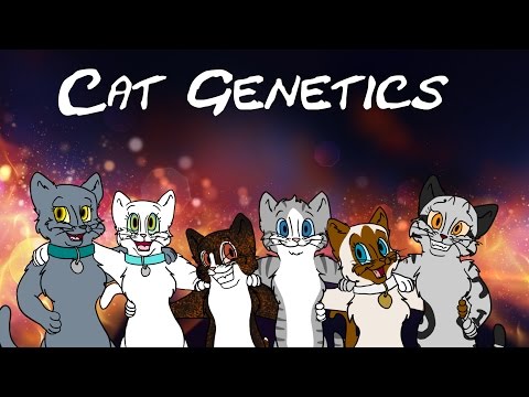 Cat Colour Genetics: Part 7 - Other Colours