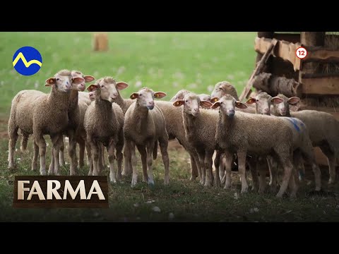 Farma 14 DUEL - už teraz na Voyo a v sobotu 22. 10. 2022 o 20:30 na TV Markíza