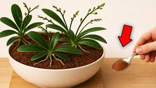 Just sprinkle it on top! Suddenly the flowerless orchids will bloom like crazy