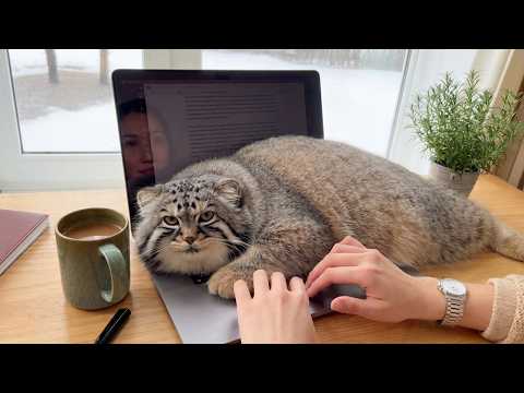 What Happens When You Raise the World's Grumpiest Wild Pallas's Cat From a Cub?