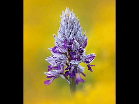 Cardi B - Bad ft. Nicki Minaj, Central Cee