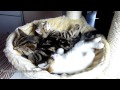 Сонные котята 