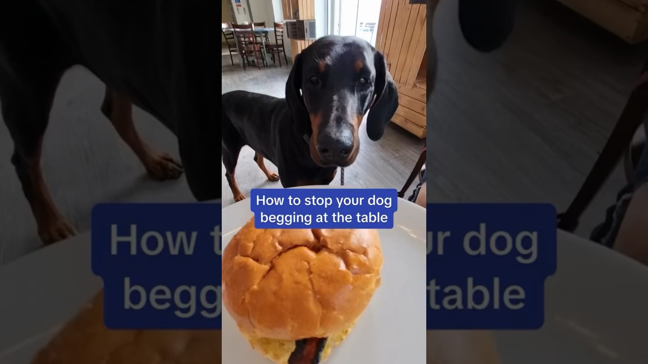 How To Stop Your Dog Begging At The Table 🌭🐶 #shorts