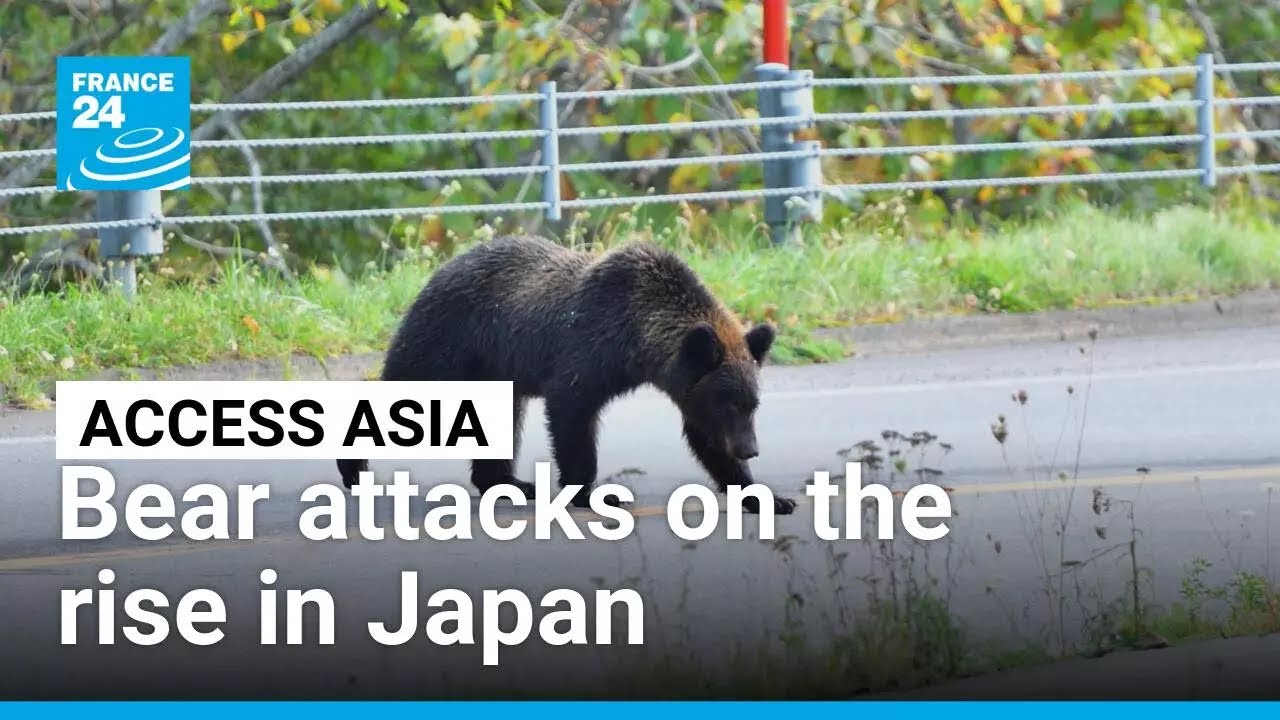 Japan escalates bear management amid record wildlife encounters near Tokyo