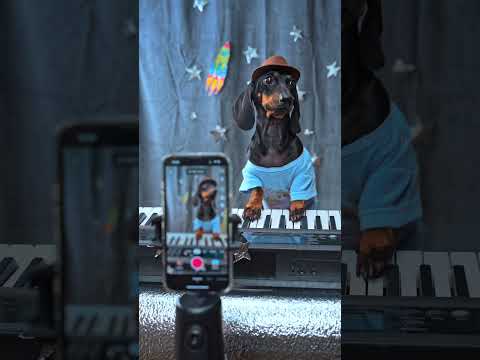 Nothing Can Stop Puppy Jay's Album Release!