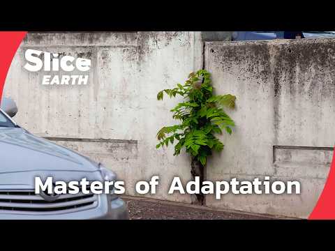 Colonising Plants : How They Took Over Every Ecosystem | SLICE EARTH | FULL DOC