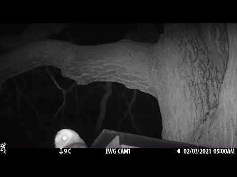 Battle of three owl species for our nest box