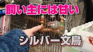 飼い主以外には厳しいシルバー文鳥