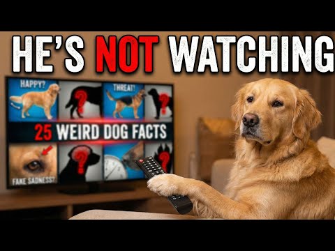 The "Human" Act is FAKE ⚠️ Why They REALLY Watch TV 📺
