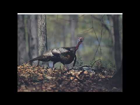 NC Wildlife Turkey Hunting Webinar 1: Biology, Regulations, Where to Hunt & Scouting