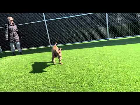 Chaka, an adoptable American Staffordshire Terrier in Long Beach, NY_image-1