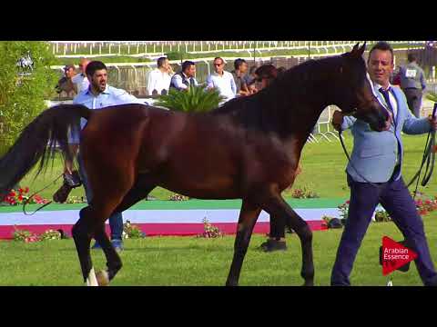 N.77 MP FINANOV - 2017 Italian Nationals - 4-6 Years Old Stallions (Class 10)