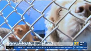 Bakersfield Animal Care Center in desperate need of dog fosters