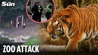 Man killed by tiger at UK wildlife park 'posed for pic & danced before jumping into pen'