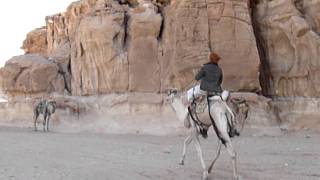 Kamelenrace Sinaï woestijn 22-02-2012.MOV