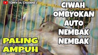 Download lagu Pancingan CIBLEK SAWAH bahan ombyokan pasti cepat bunyi gacor nembak nembak mp3 Download lagu Pancingan CIBLEK SAWAH bahan ombyokan pasti cepat bunyi gacor nembak nembak mp3