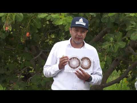 Marañón multifacético: innovación desde San Antero – Córdoba -  Somos Agricultura Tropical