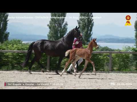 Lot 14 v. Escolar - Vivaldi