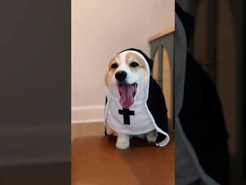 They don’t like Hawaiian pizza!