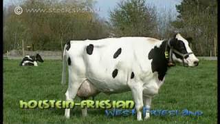 preview picture of video 'Holstein-Friesian dairy cattle in West-Friesland'