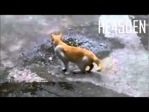 Frustrated Bird Teases Veggie Cat / Cilgin kus ve Vejetaryen Kedicik