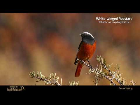 žltochvost bielohlavý (Phoenicurus erythrogastrus) — hlas a správanie v prírode